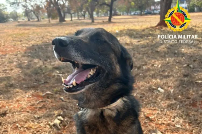 Cão da polícia ajuda a prender estuprador foragido na Rodoviária